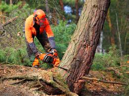 Best Tree and Shrub Care  in Cedar Ridge, CA