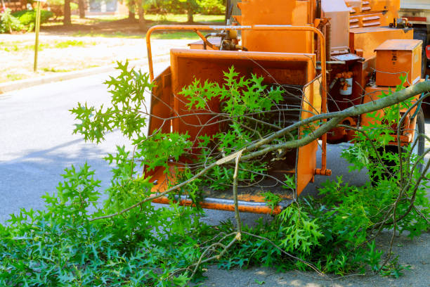 Trusted Cedar Ridge, CA Tree Care Services Experts