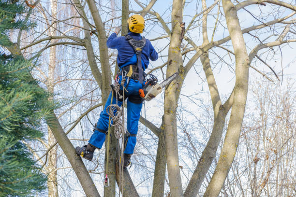 Best Tree Preservation Services  in Cedar Ridge, CA