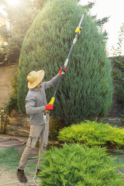 Best Palm Tree Trimming  in Cedar Ridge, CA